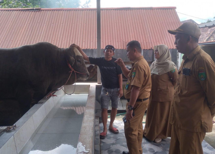 Sapi Kurban Presiden untuk Prabumulih Tiba, Hanoman Diperkirakan Hampir Satu Ton