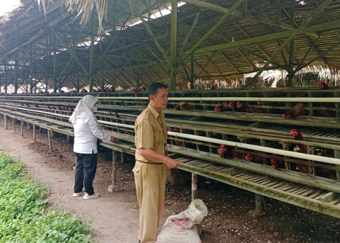 Waspada Flu Burung! Imbauan Dinas Pertanian Prabumulih Selama Pancaroba