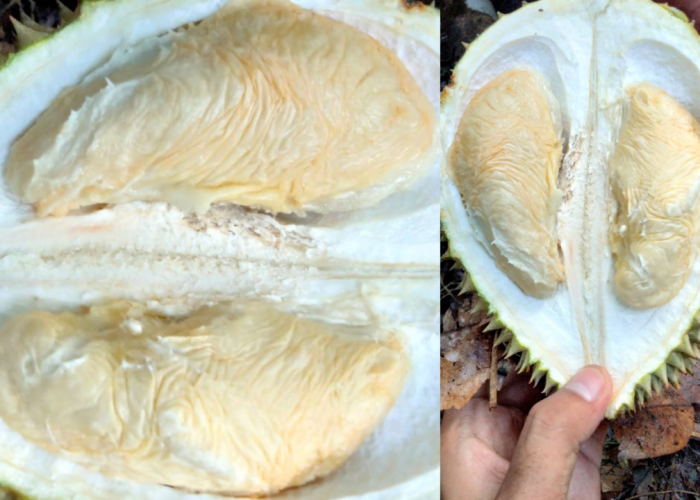 Hobi Konsumsi Raja Buah Durian? Sebaiknya Jangan Berlebihan Deh, Ini 7 Efek Sampingnya 