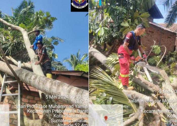 Pohon Kelapa di Prabumulih Timpa Rumah Warga, Tim BPBD Gerak Cepat Langsung Evakuasi