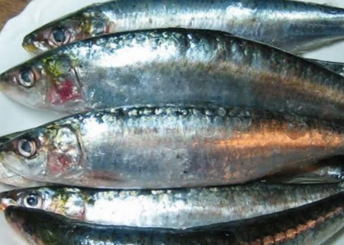 Benarkah Ikan Sarden Memiliki Banyak Manfaat Kesehatan Saat di Konsumsi? Ini Penjelasannya 