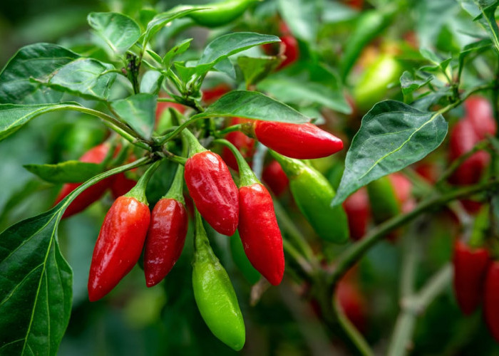 Cuma Pakai 2 Ampas Dapur, Tanaman Cabai Bisa Tumbuh Subur dan Rajin Berbuah