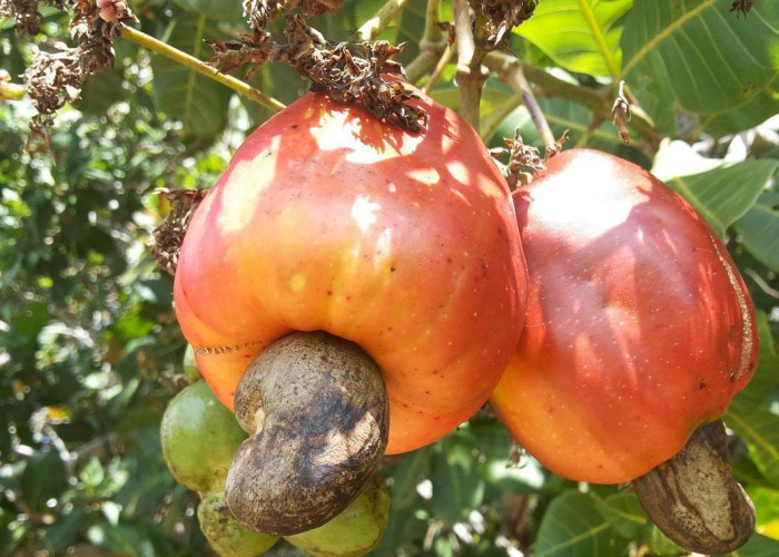 5 Manfaat Jambu Monyet Untuk Kesehatan Tubuh, Ampuh Membantu Menurunkan Kolesterol