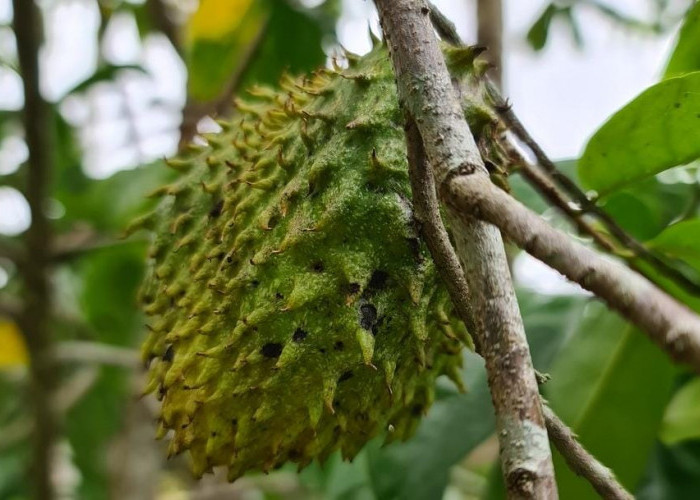 Bisa Timbulkan Masalah Kesehatan, Ini Efek Konsumsi Buah Sirsak Berlebihan