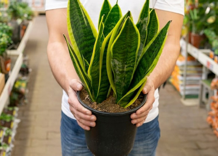 Ingin Rumah Lebih Segar? Coba 5 Tanaman Hias Mudah Dirawat Ini