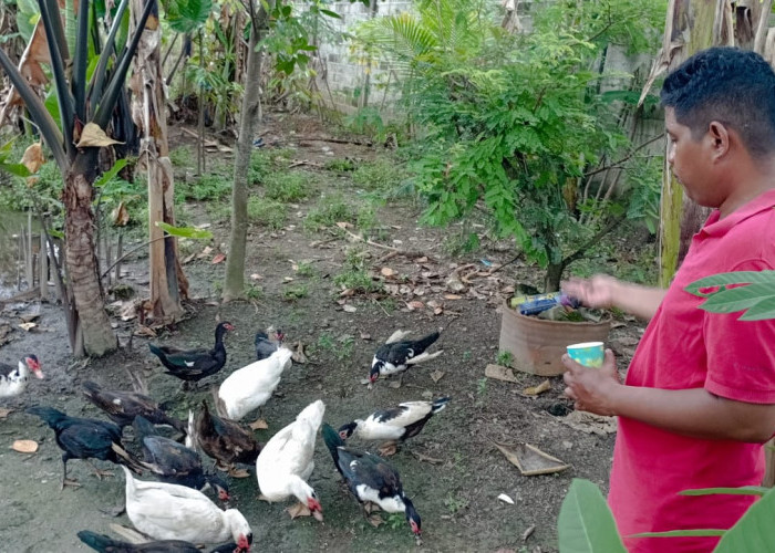 Banyak Permintaan Jelang Lebaran, Peternak Bebek di Kota Prabumulih Dulang Uang 