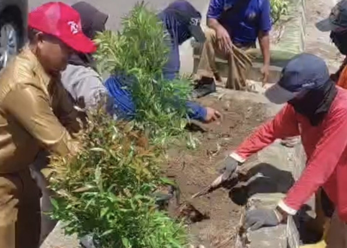 DLH Prabumulih Tata Median Jalan Sudirman, Wujudkan Kota Hijau