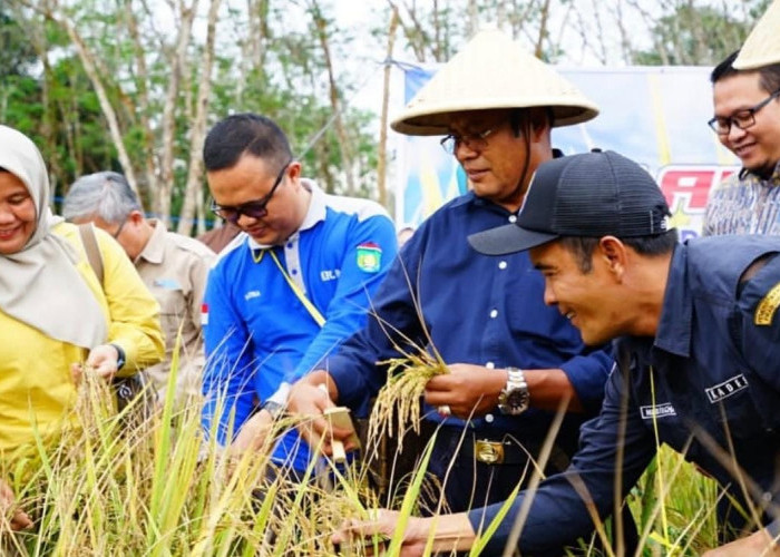 Panen Padi Gogo 2026, Wali Kota Prabumulih Tegaskan Komitmen Ketahanan Pangan