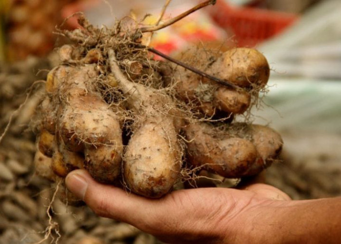 Gembili, Umbi Lokal yang Kaya Nutrisi dan Punya Banyak Manfaat