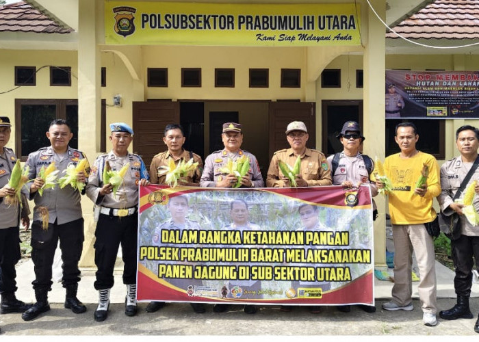 Dukung Ketahanan Pangan, Polsek Prabumulih Barat Gelar Panen Jagung di Anak Petai