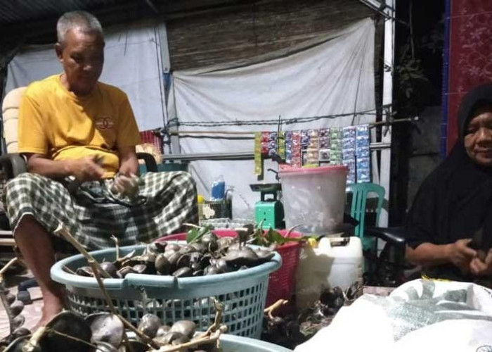 Berkebun Saat Pensiun, Mandihan Bahagia Panen Puluhan Kilogram Jengkol