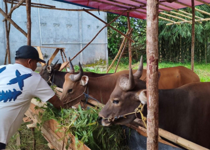 Penjualan Hewan Kurban di Prabumulih Meningkat, Promo Sapi Beli 3 Gratis 1 Kambing Jadi Daya Tarik