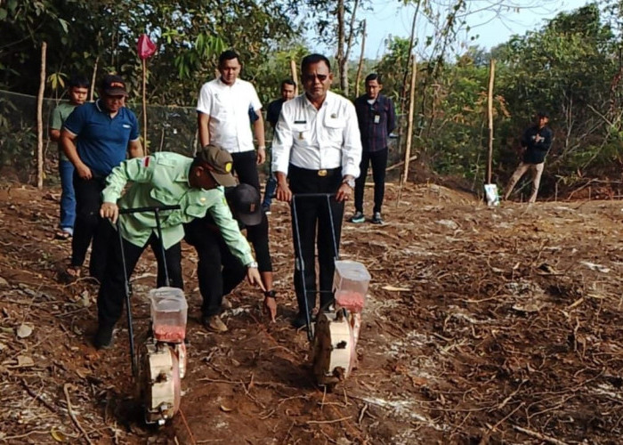 Wali Kota Prabumulih Tanam Jagung, Dorong Masyarakat Perkuat Ketahanan Pangan