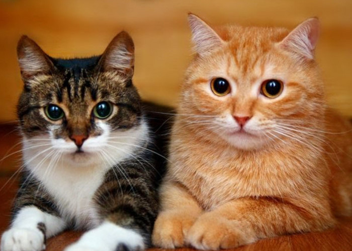 Suka Kucing Bingung Merawatnya? Ini 5 Cara Merawat Kucing Bagi Pemula