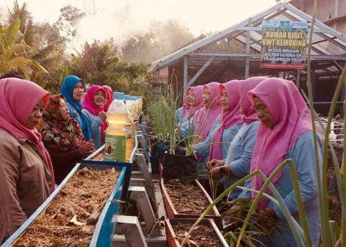 Dari Lahan Kosong Jadi Sumber Pangan: Kisah Inspiratif KWT Kemuning