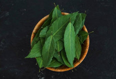 Jadi Obat Tradisional Turun Temurun, Ternyata Ini 4 Manfaat Kesehatan Daun Sirih