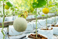 Punya Lahan Kosong di Rumah? Begini Cara Menanam Melon dalam Polybag