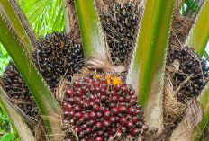 Jangan Diabaikan! 5 Penyakit yang Mengintai Kelapa Sawit Saat Musim Pancaroba