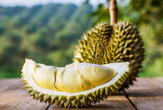 Sekarang Musimnya Raja Buah Durian, Apa Dampak Kesehatan Mengkonsumsinya