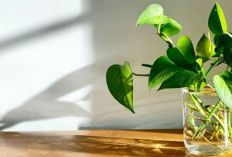 5 Tanaman Hidroponik Indoor yang Bisa Mempercantik Rumah Minimalis