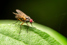 6 Cara Mengusir Lalat dari Rumah Tanpa Insektisida, Bisa Pakai Bahan Sederhana