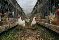 Kandang Lorong Kawat, Solusi Modern untuk Ayam Umbaran yang Tetap Ramah Kebun