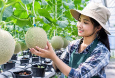 Melon Bisa Ditanam di Lahan Sempit? Ini Panduan Budidaya Hidroponik dari Bibit hingga Panen