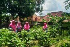 Berawal dari Keresahan Seorang Ibu, KWT Bougenville Sulap Lahan Kosong Jadi Sumber Penghasilan