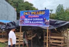 Jelang Idul Adha 1447 H, Penjualan Hewan Kurban di Prabumulih Mulai Diserbu Warga