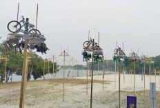 Festival Panjat Pinang Sumeks 2026 Siap Digelar, 45 Pohon Berhadiah Sepeda Menanti