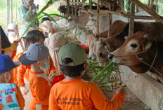 Belajar di Alam Terbuka, Siswa TK IT Al Hasanah Prabumulih Kunjungi Peternakan Sapi hingga Bebek