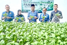 Panen Pakcoy di Rutan Prabumulih, Hasil Penjualan Diputar untuk Dukung Program Kemandirian