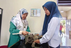 Pelayanan Kesehatan Hewan di Prabumulih Tetap Jalan Selama Ramadan