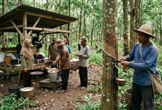 Harga Karet Prabumulih Tembus Rp21 Ribu, Petani Mulai Tersenyum Lega