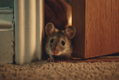 Jangan Diabaikan! Ini 7 Penyebab Tikus Masuk ke Rumah yang Sering Tak Disadari