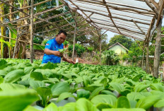 Manfaatkan Pekarangan Rumah, Kadispora Prabumulih Kembangkan 4.000 Lubang Hidroponik