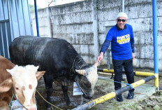 Pertamina Drilling Tebar Hewan Kurban ke Berbagai Wilayah Operasi, Salurkan 19 Sapi dan 4 Kambing