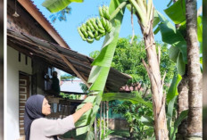 Pekarangan Jadi Sumber Pangan, Pisang Lilin Subur di Rumah Warga Majasari Prabumulih