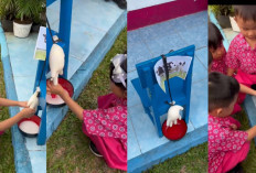 Belajar Jadi Peternak Cilik, Siswa TK Ladas Berendai Prabumulih Praktik Perah Susu