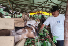Sambut Iduladha, Pemkot Prabumulih Distribusikan 15 Sapi Kurban ke Seluruh Kecamatan
