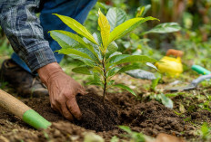 Ingin Pohon Alpukat Cepat Berbuah? Ini 6 Cara Menanam dan Merawatnya