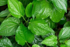 6 Potensi Manfaat Rebusan Daun Sirih Merah bagi Kesehatan, Kenali Faktanya