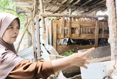 Inspiratif! Sumariani di Prabumulih Sulap Pekarangan Rumah Jadi Sumber Penghasilan