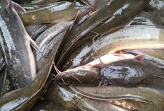 10 Tips Memulai Budidaya Lele untuk Pemula agar Lebih Terarah