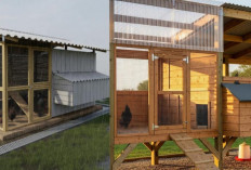 7 Desain Kandang Ayam Tahan Hujan dan Angin agar Ternak Tetap Sehat