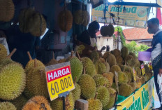 Durian Bengkulu Mulai Serbu Prabumulih, Harga Dibanderol Mulai Rp10 Ribu per Buah