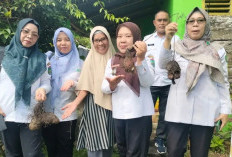 KWT Karang Raja Kembali Aktif, Dorong Ketahanan Pangan dari Pekarangan Rumah