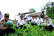 Bumdes Karangan Prabumulih Panen 15 Ton Semangka, Dana Desa Jadi Mesin Cuan