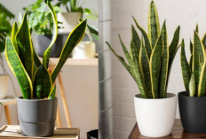 6 Varietas Lidah Mertua Berdaun Gelap, Cocok untuk Percantik Interior Rumah