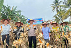 Polres Prabumulih Gelar Panen Raya Jagung Serentak, Dukung Ketahanan Pangan Nasional 2026